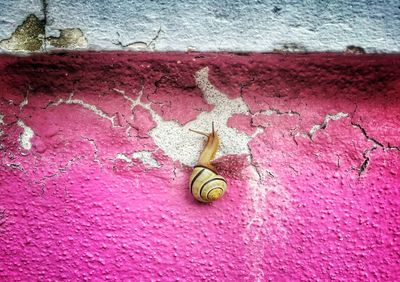 Close-up of pink flowers on wall