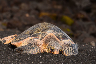 Large tortoise laying on punaluu beach on the big island of hawaii