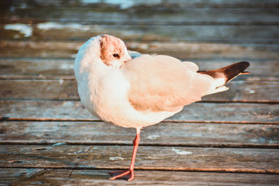 Close-up view of bird