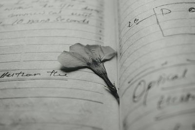 Close-up of dry flower on book