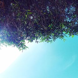 Low angle view of tree against sky