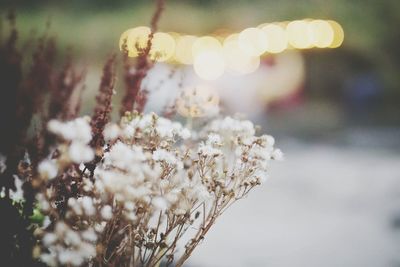 Close-up of plant growing outdoors