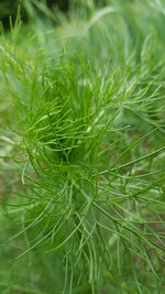 Close-up of fresh green grass