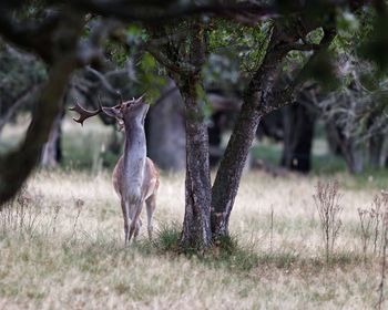 Stag looking at tree on grassy field