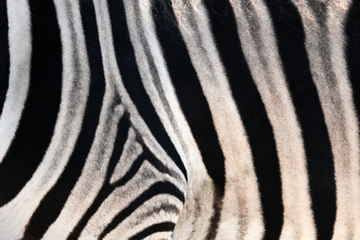 Zebra in etosha national park, namibia