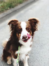 Portrait of dog standing outdoors