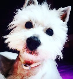 Close-up portrait of a dog