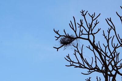 Low angle view of bare tree against clear sky