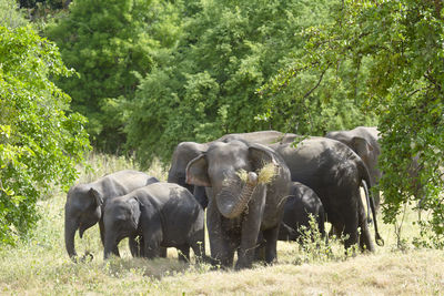 View of elephant