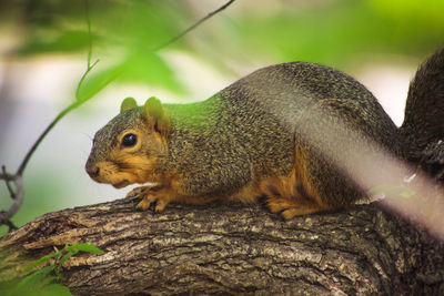 Squirrel on tree