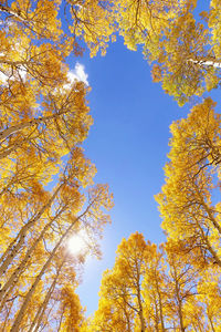 Close-up low angle view of autumnal trees against clear sky