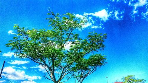 Low angle view of trees against blue sky