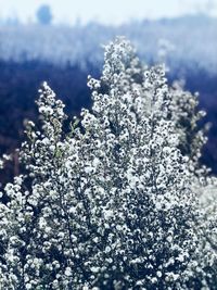 Close-up of snow on tree