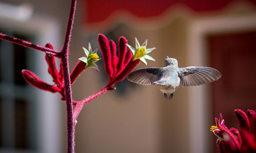 Close-up of red pollinating flower