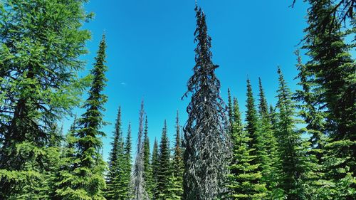 Pine trees in forest against sky