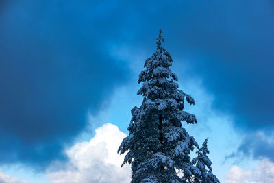 Low angle view of tree against blue sky