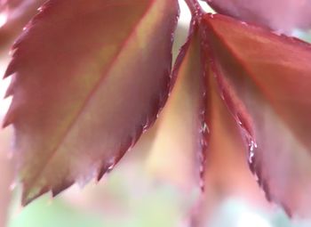 Close-up of water drops on leaf