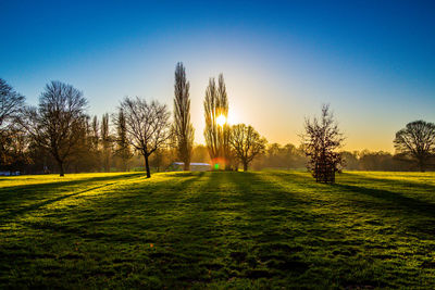 Trees on field against clear blue sky