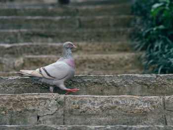 Seagull perching on retaining wall