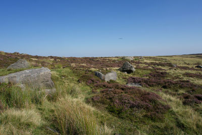 Scenic view of field against clear blue sky