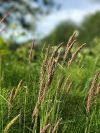 Close-up of wheat growing on field