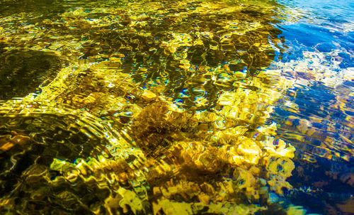 Close-up of yellow plants in swimming pool