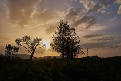 Silhouette trees on field against sky during sunset