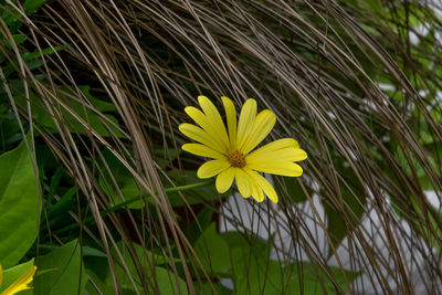 Close-up of yellow flower blooming outdoors