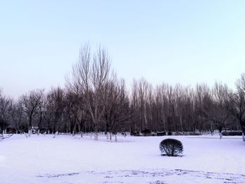 Trees on snow covered landscape against clear sky