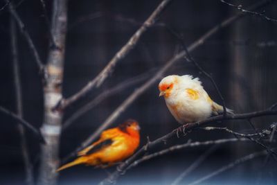 Close-up of bird perching on branch