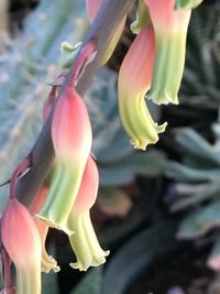 Close-up of flowers against blurred background