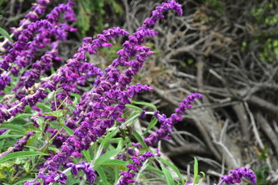 Close-up of purple flowering plants