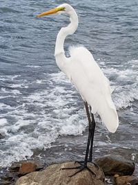 White swan on lake