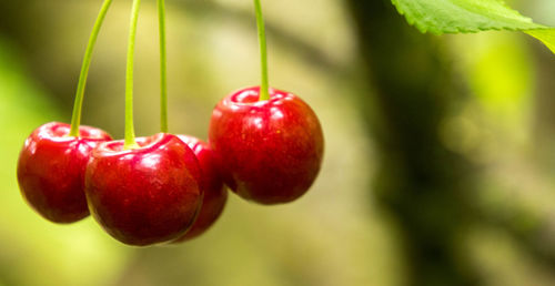 Close-up of cherries on plant