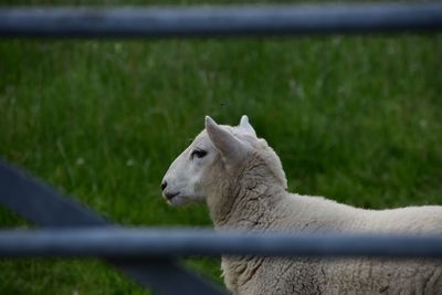 Close-up of sheep on field