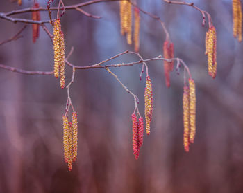 A beautiful birch tree flowers in early spring.