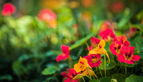 Close-up of red flowering plants