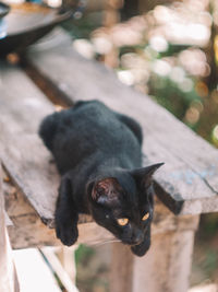 Close-up of black dog