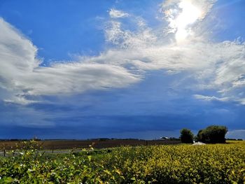 Scenic view of agricultural field against sky