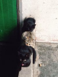 Close-up of two cats