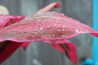 Close-up of raindrops on pink flower