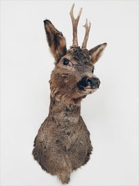 Close-up of  deer mounted on white wall