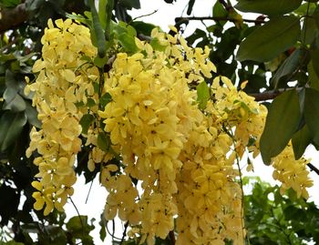 Close-up low angle view of yellow flowers