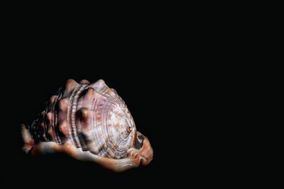 Close-up of turtle against black background