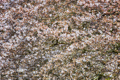 Full frame shot of tree