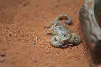 Close-up of frog