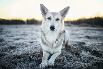 Portrait of dog sitting against sky