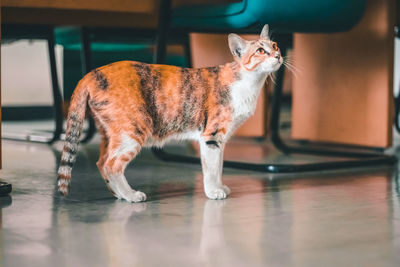 Side view of a cat looking away