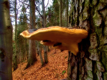 Close-up of cat on tree trunk in forest