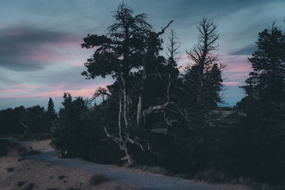 Trees against sky during sunset